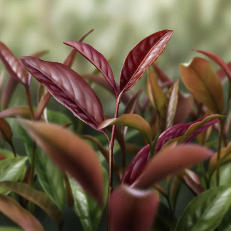 AQ MELIORITY INTENSIVE REGENERATING MULTI-CREAM 45ML