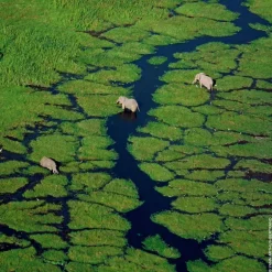 AQUA ALLEGORIA BERGAMOTE CALABRIA EAU DE TOILETTE