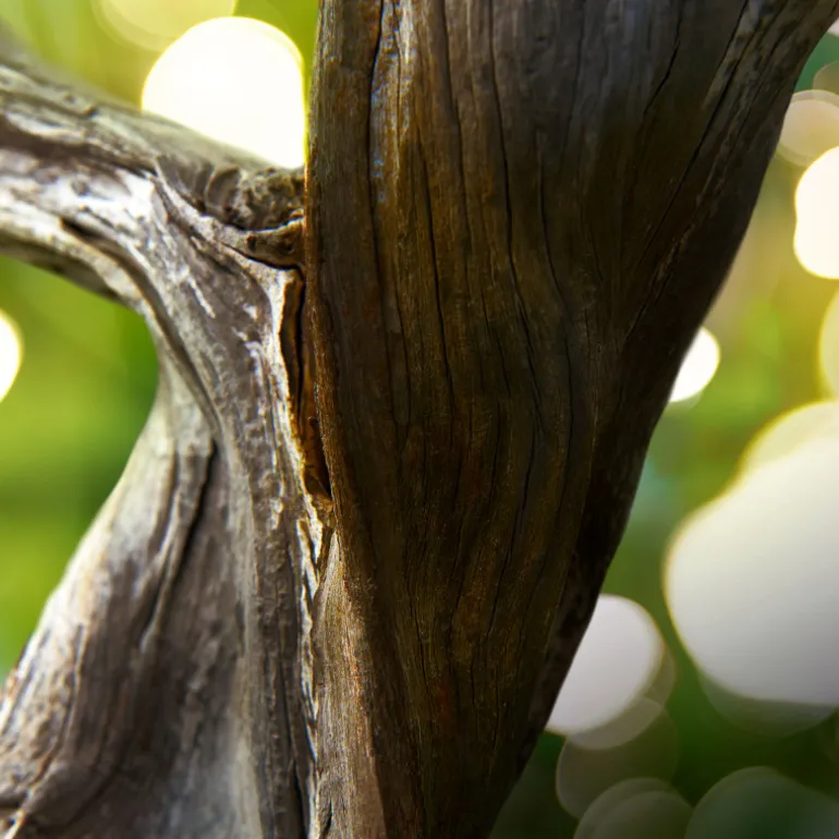 Bvlgari Man Wood Essence Eau de Parfum