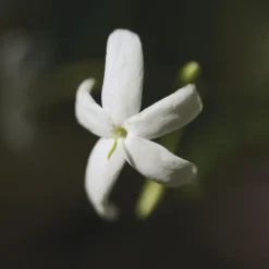 Chloé Nomade Jasmin Naturelle Intense Eau de Parfum Intense
