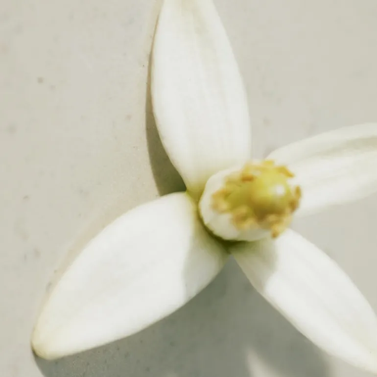 Chloé Rose Naturelle Eau de Parfum Vaporizador