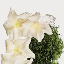 CK Cotton Musk Bruma Perfumada para Cuerpo y Cabello