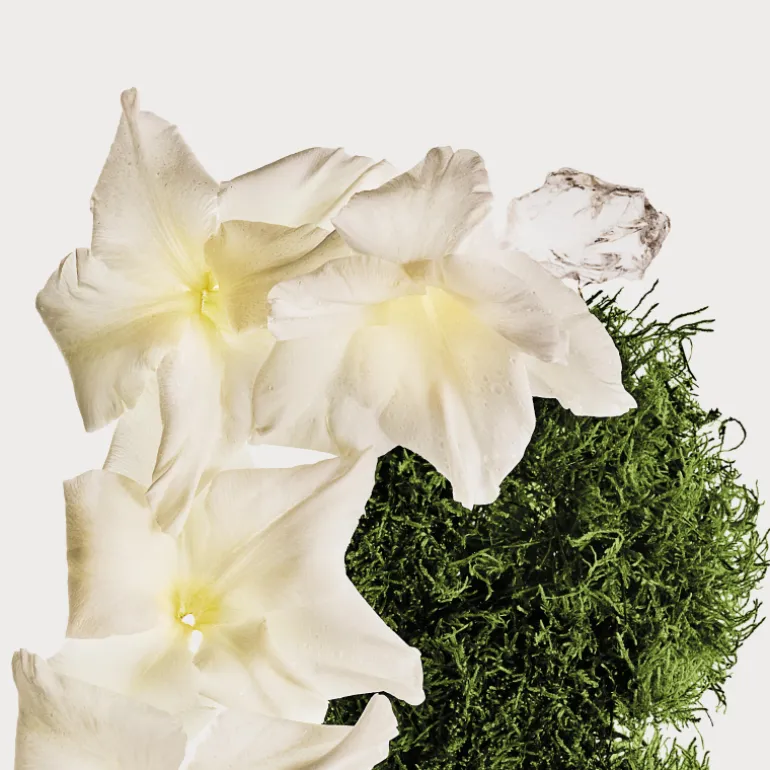 CK Cotton Musk Bruma Perfumada para Cuerpo y Cabello