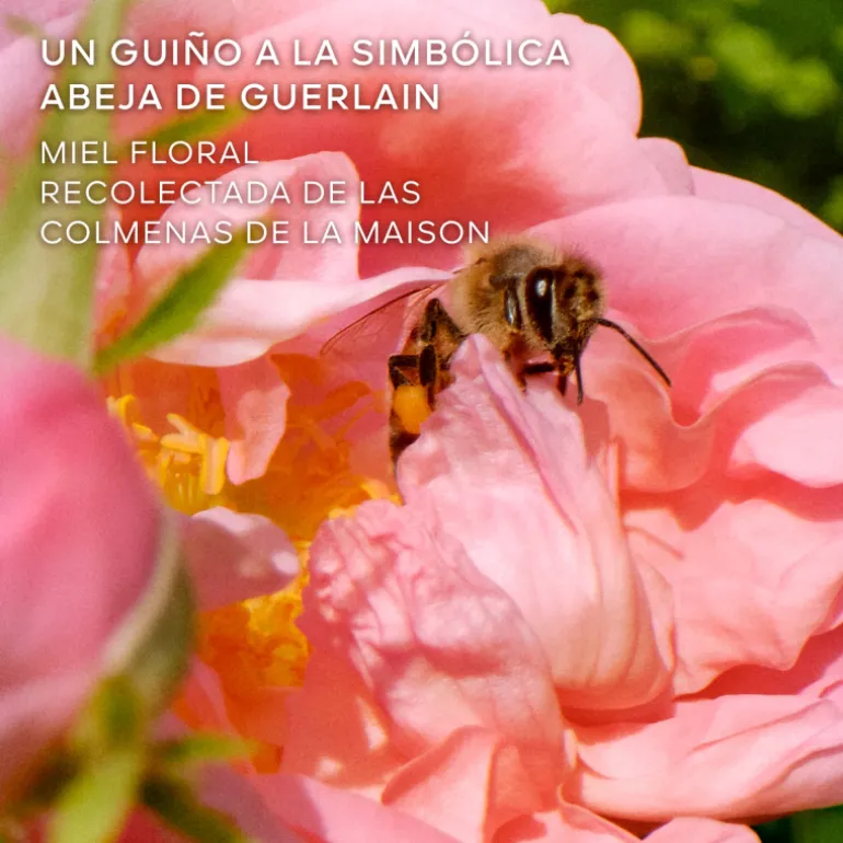 La Petite Robe Noire Honey Rose Eau de Parfum Edición Limitada