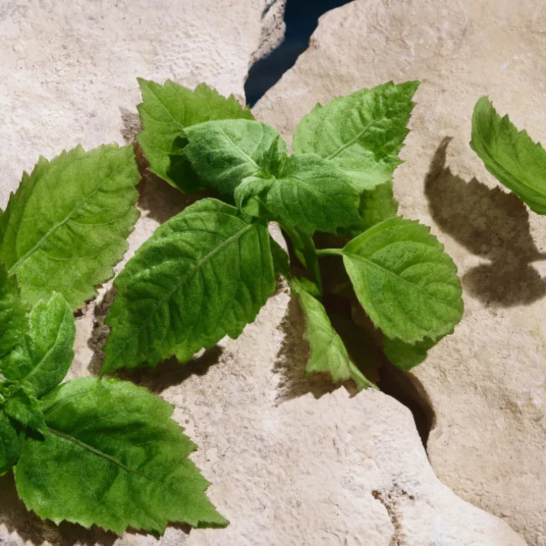 Light Blue Pour Homme Capri In Love Eau de Parfum Edición Limitada