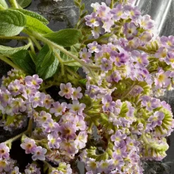 Q EAU DE PARFUM INTENSE